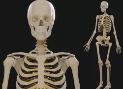 Skeleton PBR Low-poly  3D model