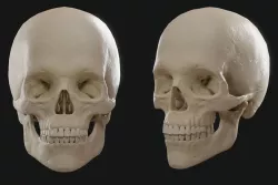 Skull Low-poly  3D model