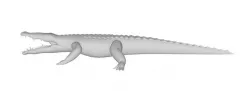 alligator