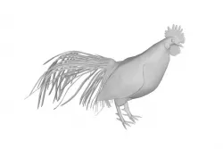 Cockerel