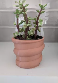 Coil succulent planter
