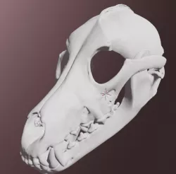 Grey wolf skull mask