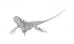 lizard