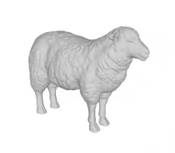 Sheep