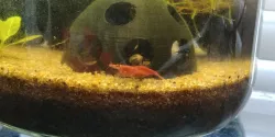 Shrimp Cave