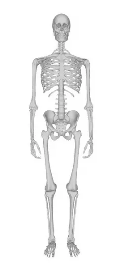 Skeleton