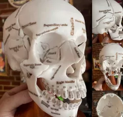 Annotated Anatomical Human Skull in 18 pieces magnetically assembled.