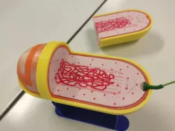 Bactérie Gram- aimantée - Magnetic Gram negative bacteria
