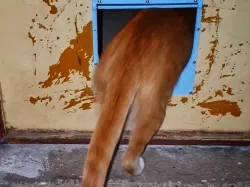 Cat Door Flap