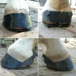 Hipposandals