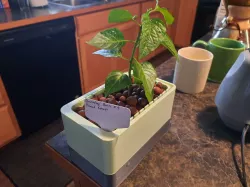 Hydroponic Window Planter