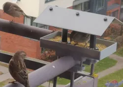 Bird feeder