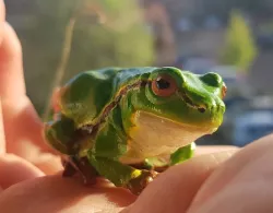 Hyla arborea - European tree frog