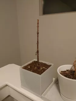 low poly plant pot