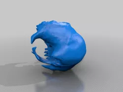 Sloth Skull