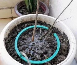 Sprinkler for Plants