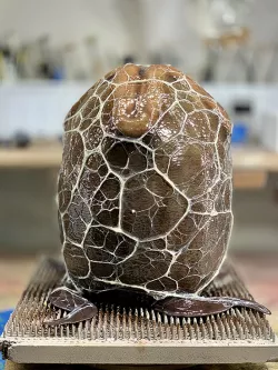 Alien Egg by MustangDave Remix
