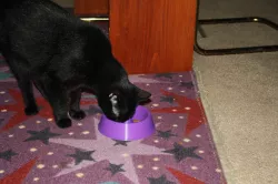 Cat Dish with Portion Control