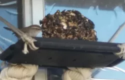 Bird Trail Mix Feeder Tray