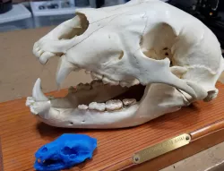 Black Bear Skull