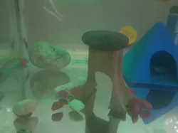 Wood Stump Tunnel for Aquarium