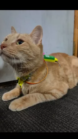 CatFPV