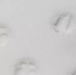 Reindeer Hoof