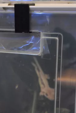 Shoebox Gecko Latch