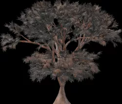 Weir Tree