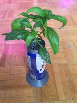 Can Lid to grow Basil from Cuttings