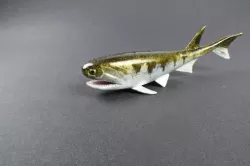 Cheirolepis