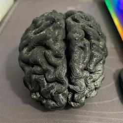 Human Brain - Converted MRI Scan of Real Human Brain