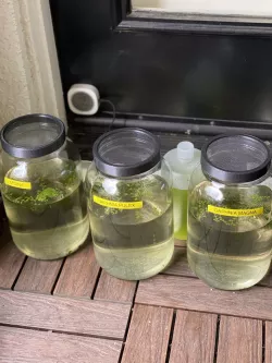 mesh jar lid for 1 gallon glass jars 