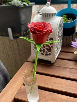 Rose, stem  and Sepals - Rose, tige et sépales - Rosa, tallo y sépalos 