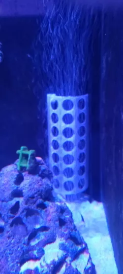 Aquarium Heater Guard