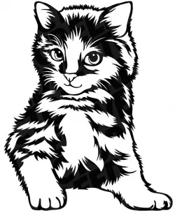 2D Cat