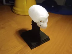 Base for Crystal Skull Indiana Jones