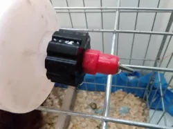 chicken nipple pet bottle adapter
