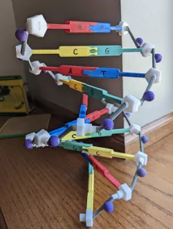 DNA Model (Expandable)