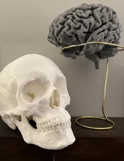 Human Skull and Face
