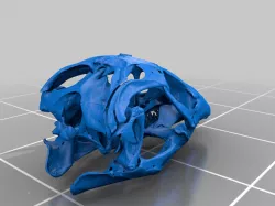 MicroCT images of Reptile Skulls