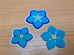 Myosotis
