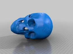 Skull