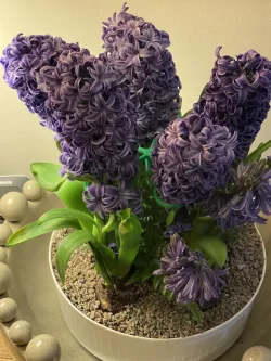 Hyacinth Bulb Plant Support