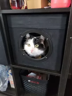 ikea kalax box for cat 