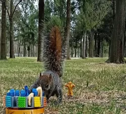 pet feeder, alimentador para ardillas