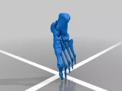 Anatomic Human Foot & Lower Extremity Version 2.0