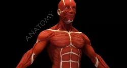 Anatomical human muscles 3D model