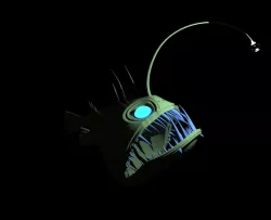 Angler Fish 