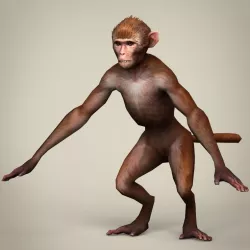 Game Ready Realistic Monkey Low-poly  3D model